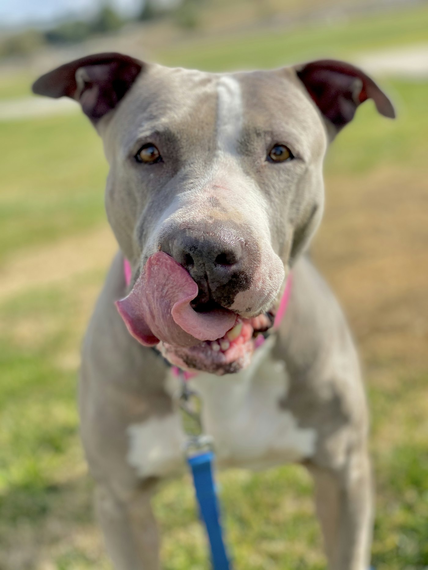 American Bully stud — Rebel