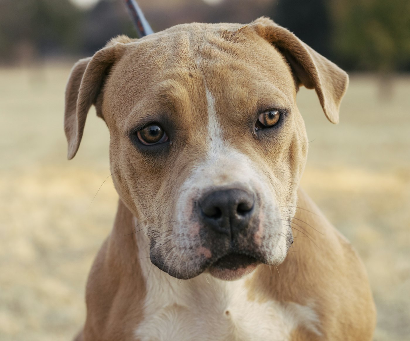 American Bully standing outdoors