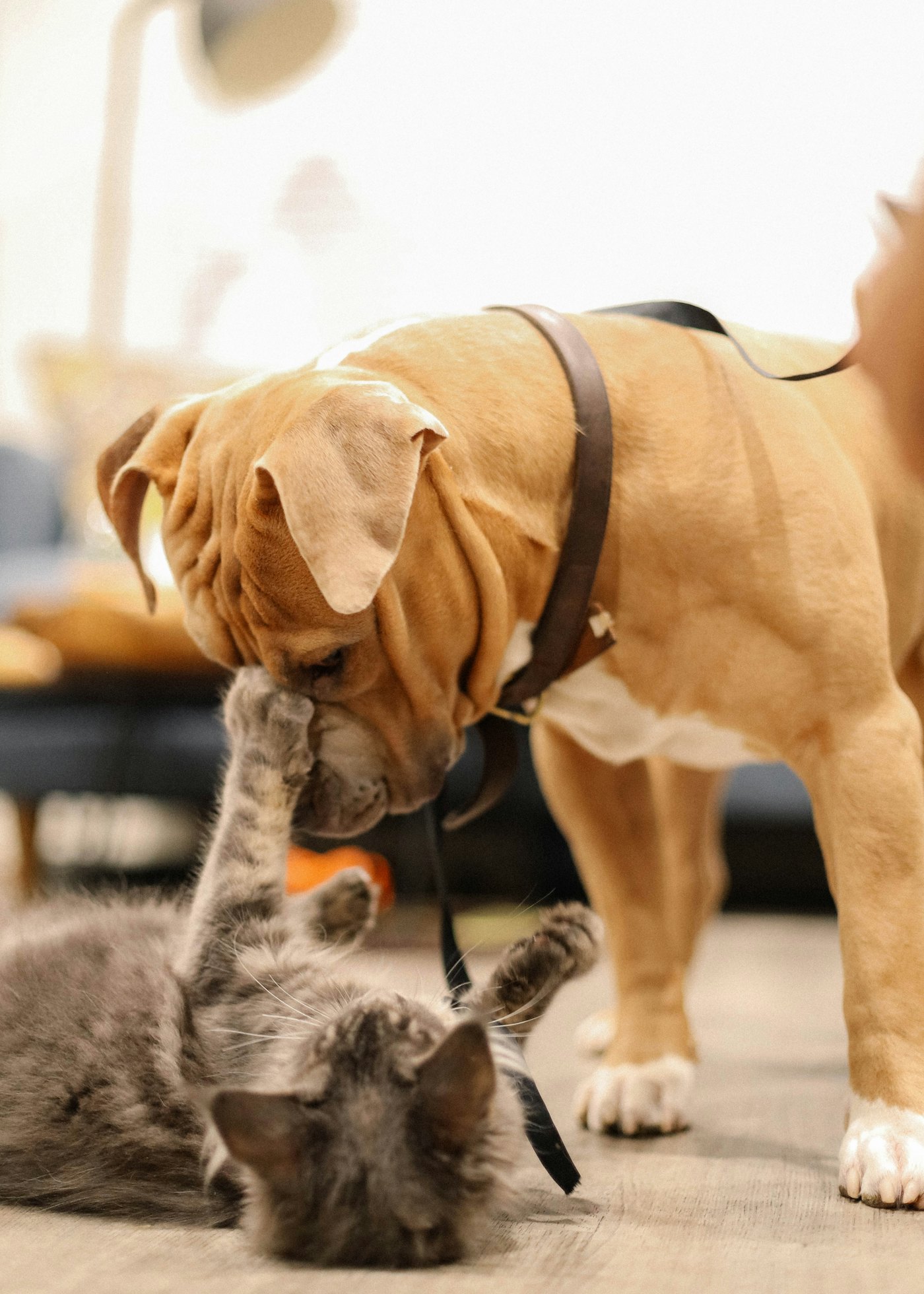 American Bully socialized with other animals
