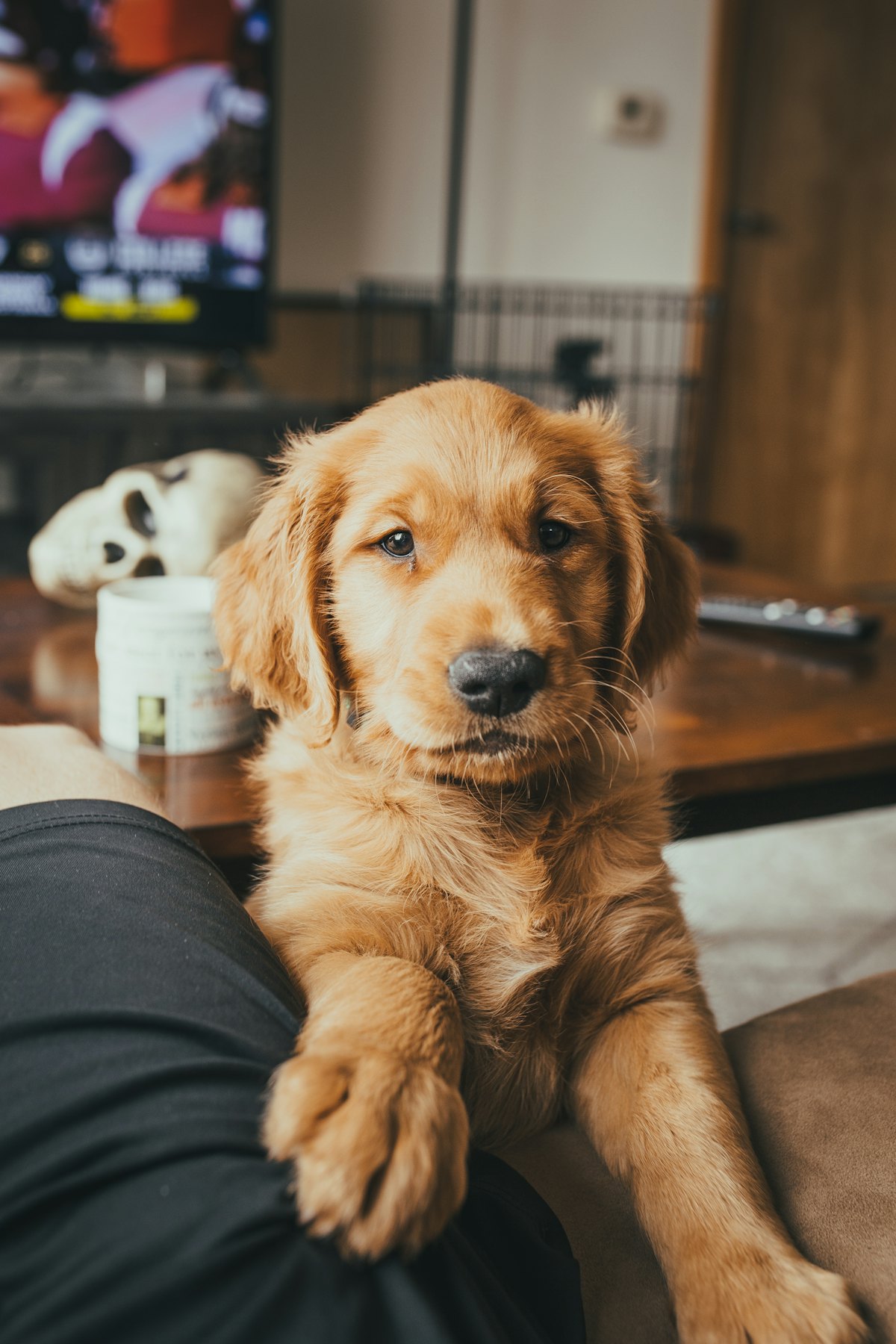 Puppy