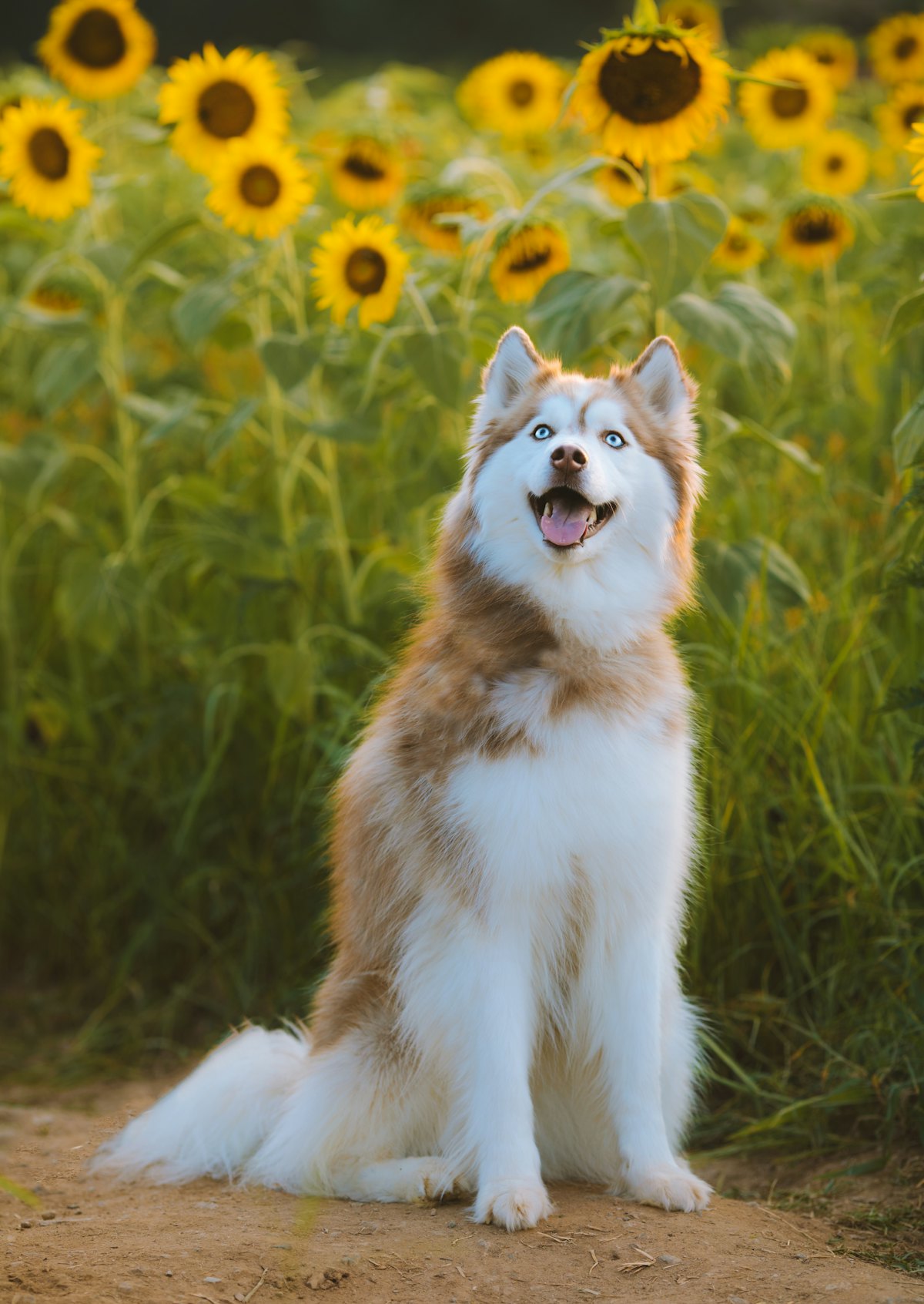 Puppy outdoors