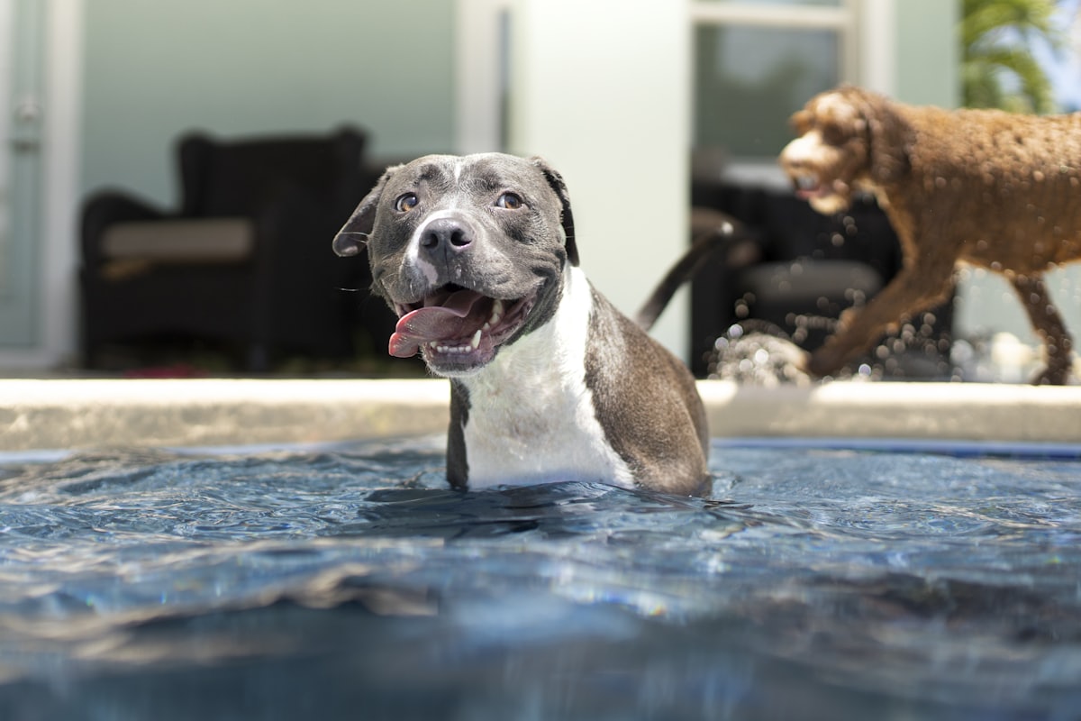 American Bully puppy playing