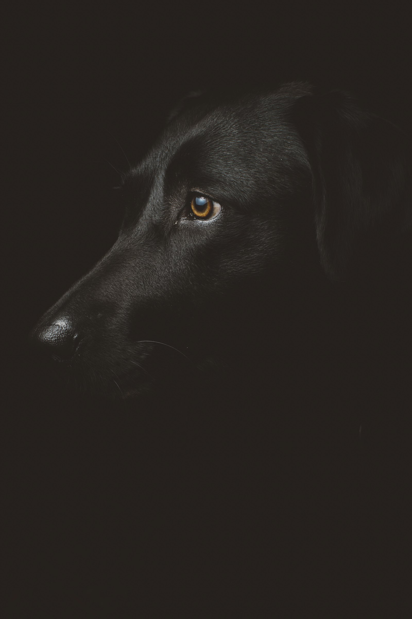American Bully portrait in dramatic lighting