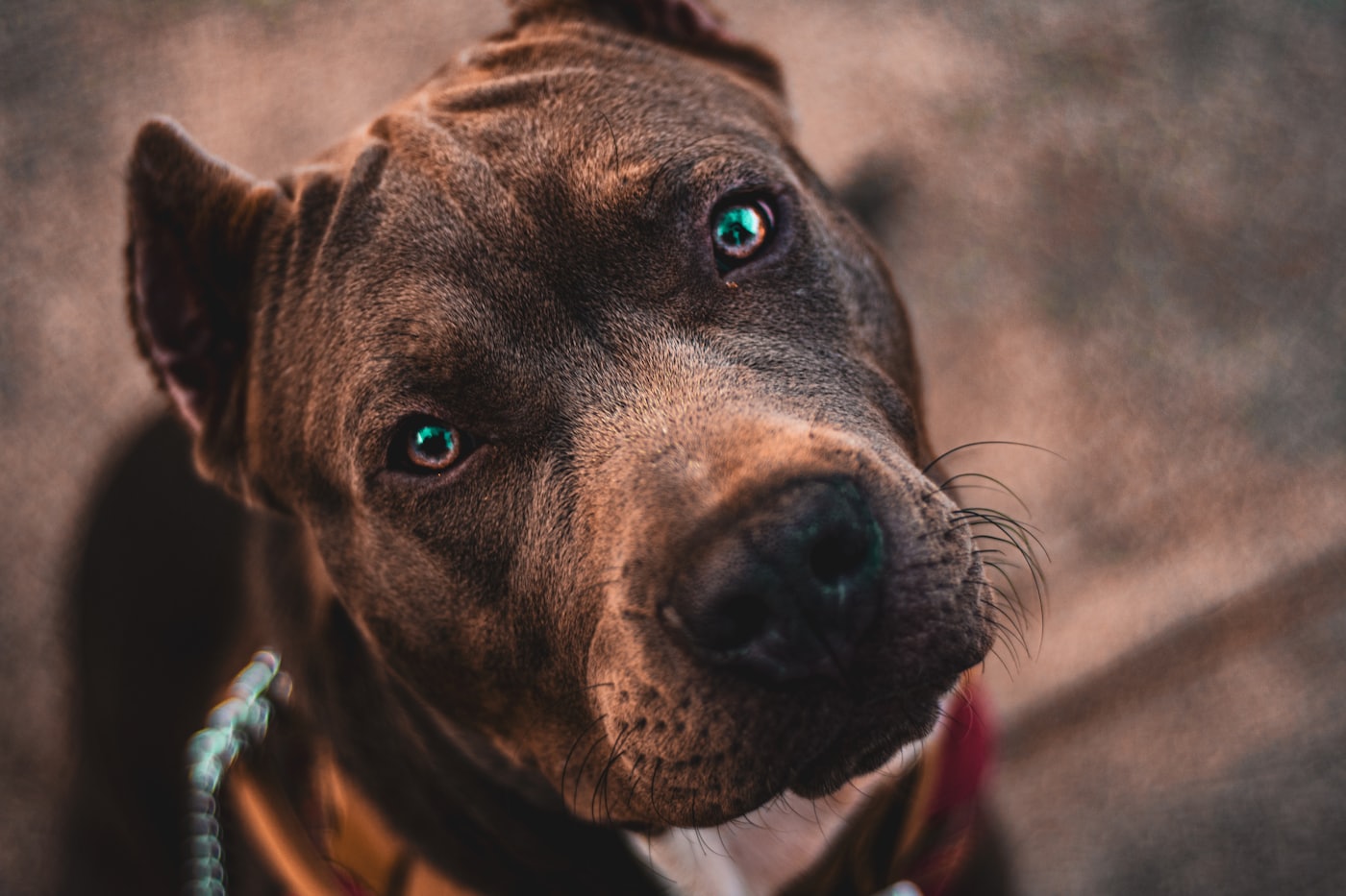 American Bully stud — Onyx