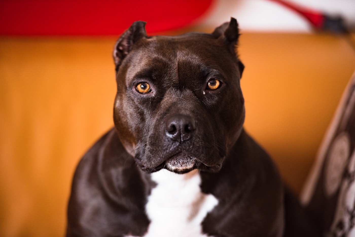 American Bully stud